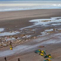 IMG_3929 13/09/2018 - De très belles couleurs avec, en plus, un ventre rouge. Showing their true colours, yellow, blue, green and...